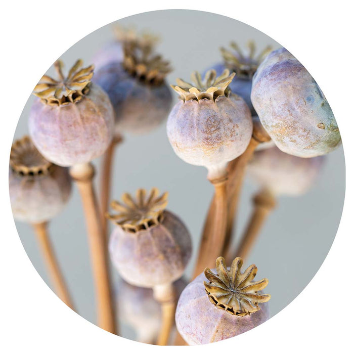 NATURAL PURPLE GIANT POPPY SEED BUNCH ON GREY ROUND COASTER