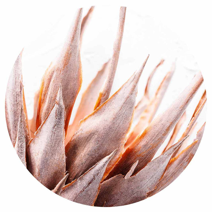 DRIED RUSTIC PINK PROTEA ROUND COASTER