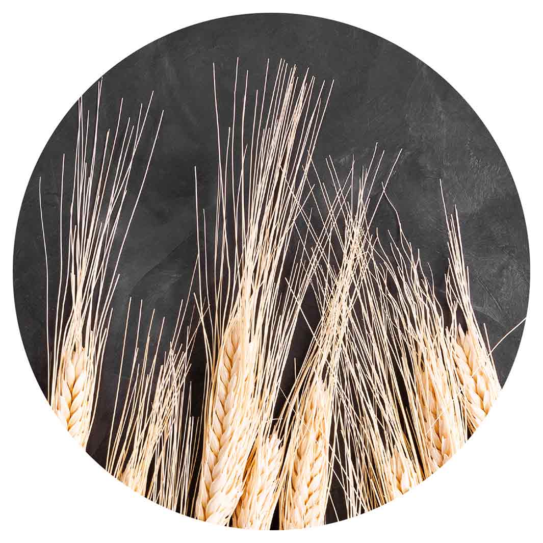 WHEAT ON POWDER BLACK ROUND COASTER