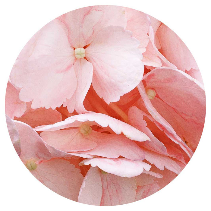 HYDRANGEA SOFT PINK ROUND COASTER