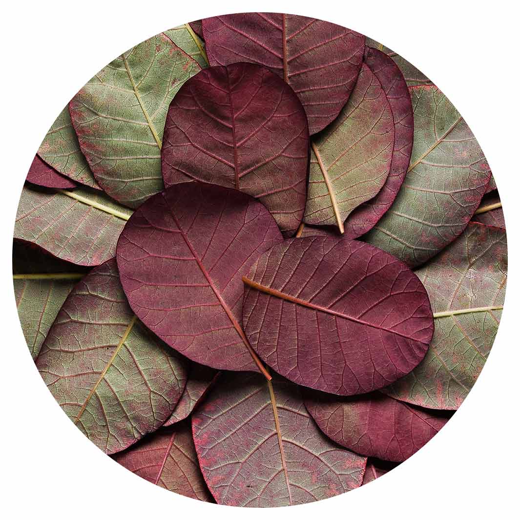 LEAF ROUND ARRANGEMENT DARK MAUVE AND GREEN ROUND COASTER