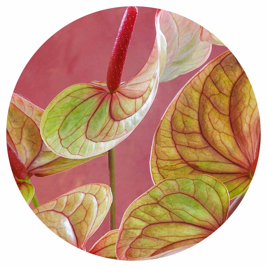 ANTHURIUM LIGHT PINK AND GREEN ON MAGENTA ROUND COASTER