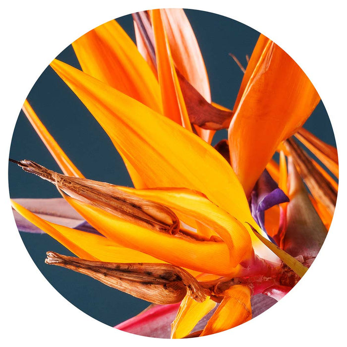 STRELITZIA ORANGE ON BLUE ROUND COASTER