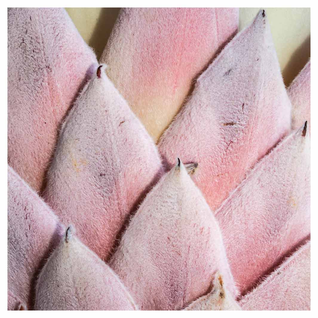 FLORAL DEEP PINK KING PROTEA LEAVES SQUARE COASTER