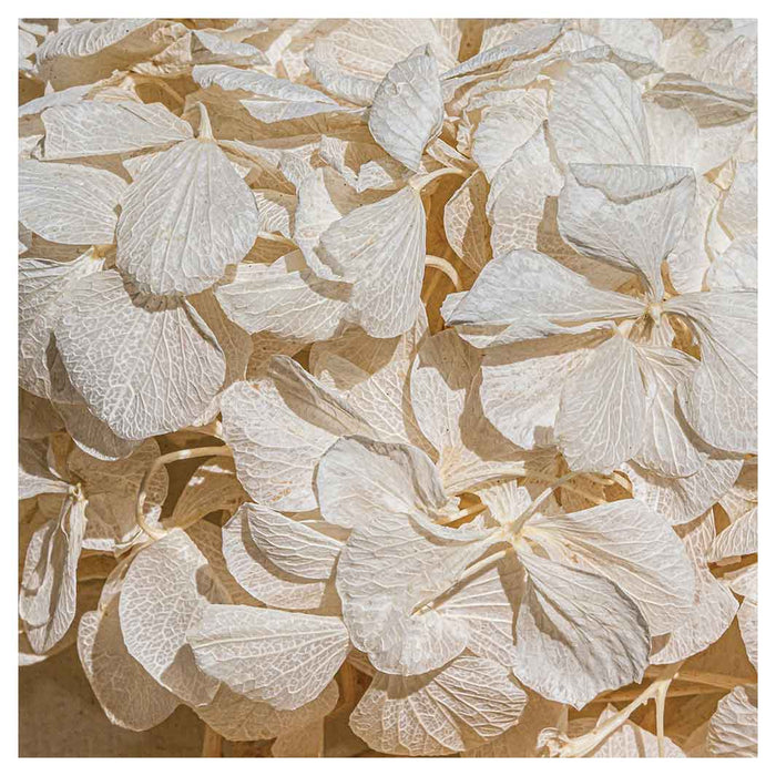 FLORAL CREAM BLEACHED HYDRANGEA LEAVES SQUARE COASTER