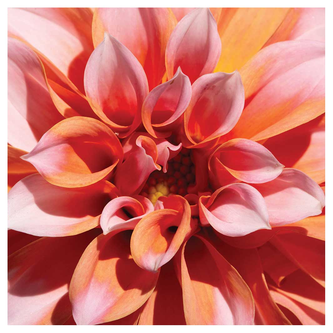 FLORAL PINK DAHLIA SQUARE COASTER