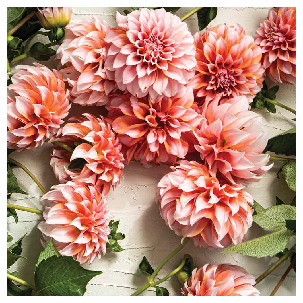 FLORAL ORANGE SCATTERED DAHLIAS WITH LEAVES SQUARE COASTER