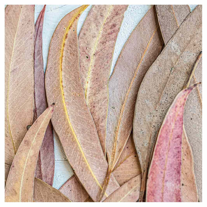LEAVES PINK DRIED LEAVES SQUARE COASTER