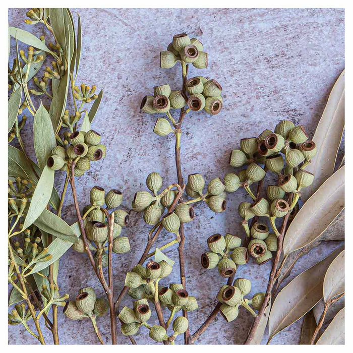 LEAVES BROWN NATURAL AMBERNUTS WITH GREEN FOLIAGE SQUARE COASTER