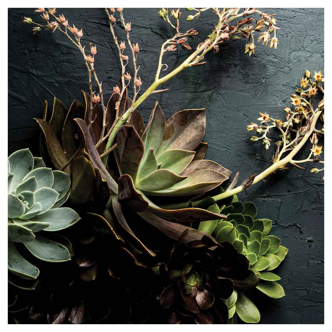 NATURAL GREEN ALOE BUSH WITH LEAVES SQUARE COASTER