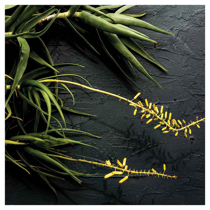 NATURAL YELLOW BLOSSOMS ALOE BUSH ON GREY SQUARE COASTER