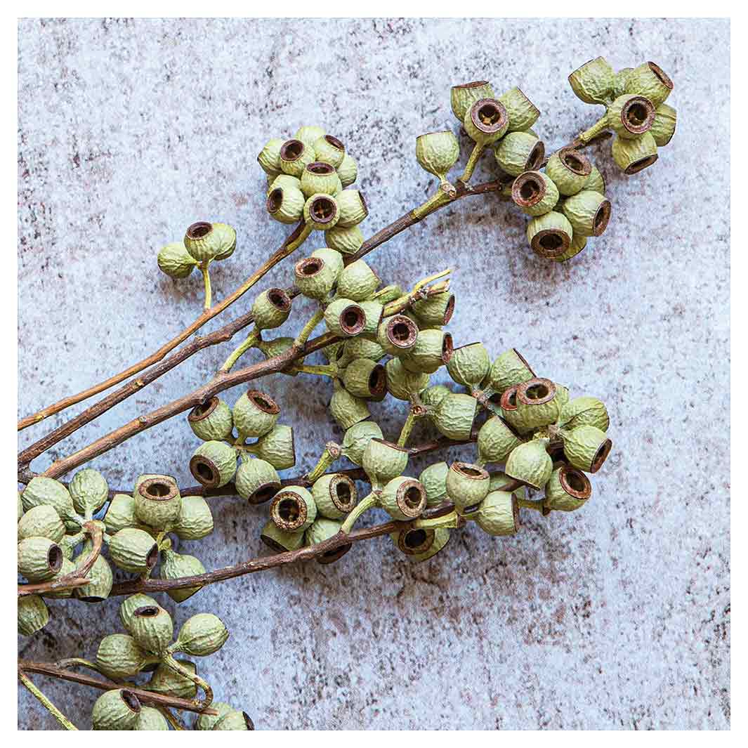 NATURAL GREEN NATURAL AMBERNUTS SQUARE COASTER