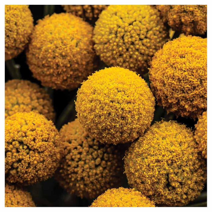 NATURAL YELLOW CRASPEDIA BILLY BUTTON BALLS SQUARE COASTER