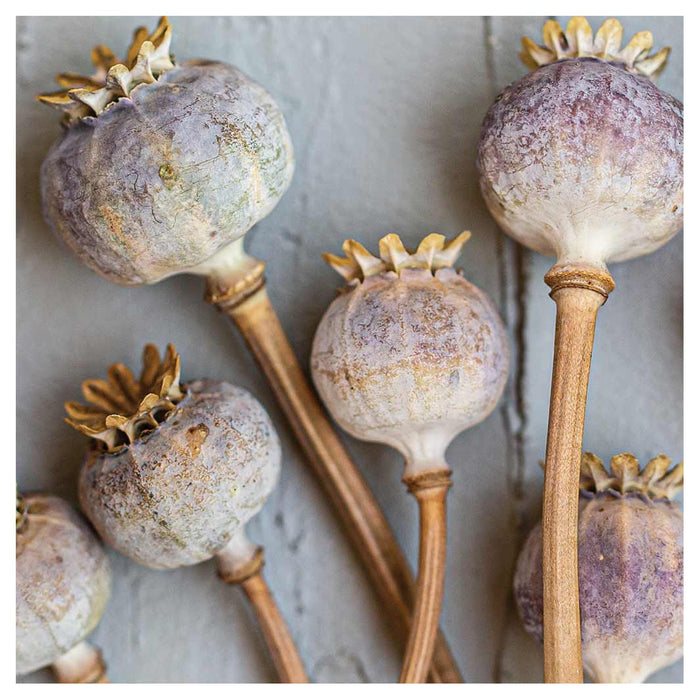 NATURAL PURPLE GIANT POPPY SEEDS ON GREY SQUARE COASTER