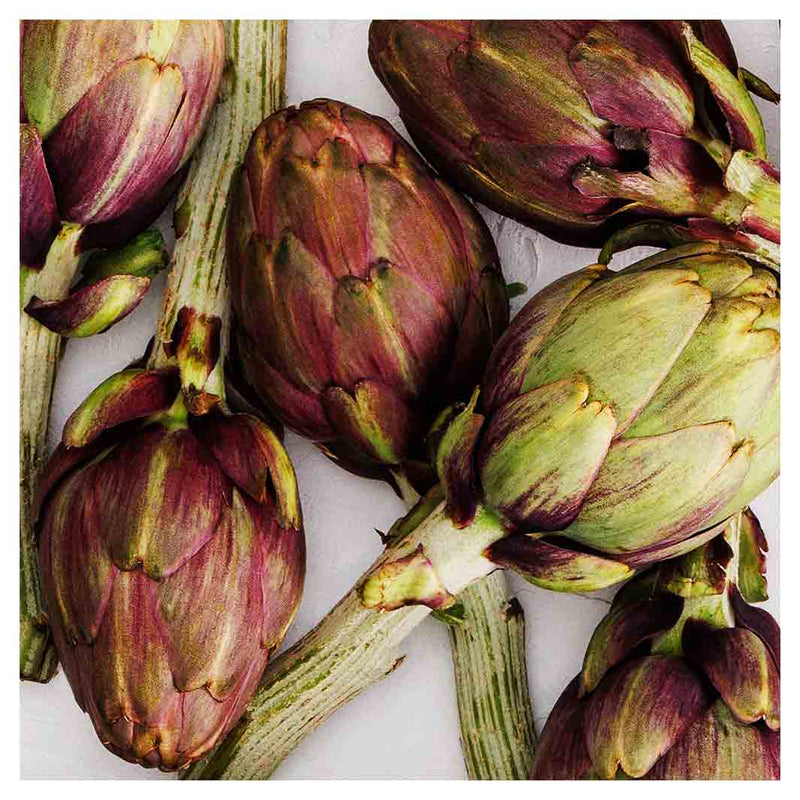 ARTICHOKE DEEP GREEN AND PURPLE ON WHITE SQUARE COASTER