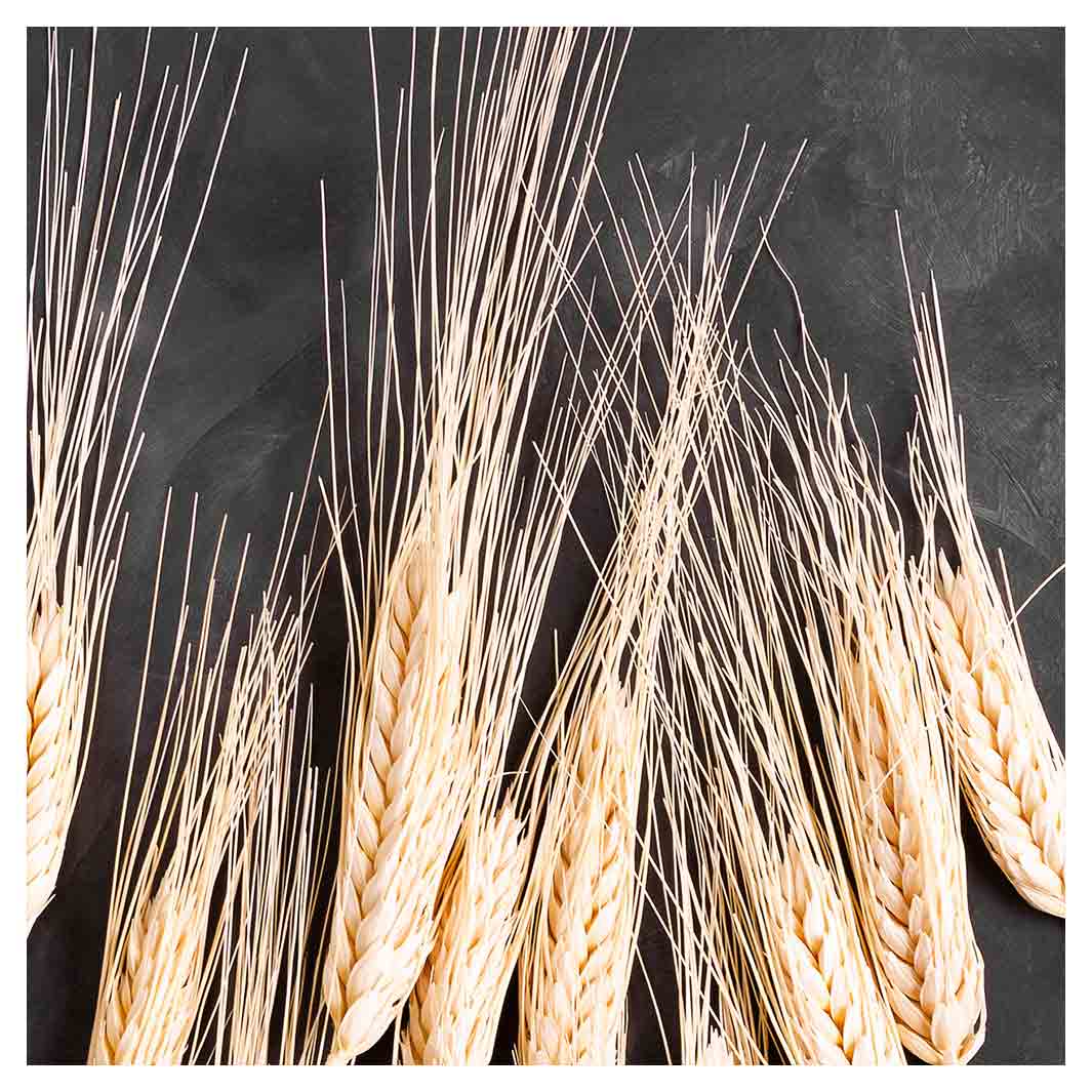 WHEAT ON POWDER BLACK SQUARE COASTER