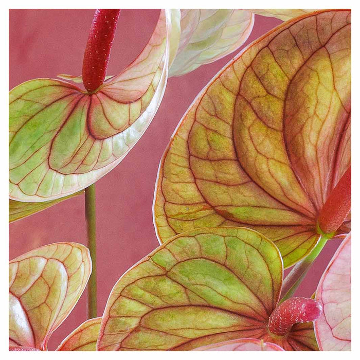 ANTHURIUM LIGHT PINK AND GREEN ON MAGENTA SQUARE COASTER