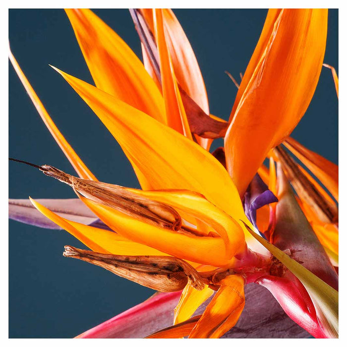 STRELITZIA ORANGE ON BLUE SQUARE COASTER