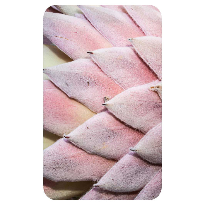 FLORAL DEEP PINK KING PROTEA LEAVES KITCHEN TOWEL