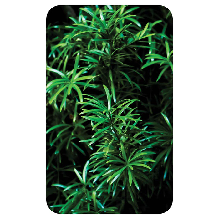 LEAVES GREEN TREE KITCHEN TOWEL