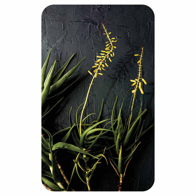 NATURAL YELLOW BLOSSOMS ALOE BUSH ON GREY KITCHEN TOWEL