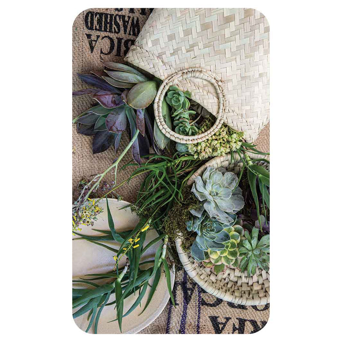 NATURAL GREEN ALOE BOUQUET IN BASKET ON HESSIAN KITCHEN TOWEL