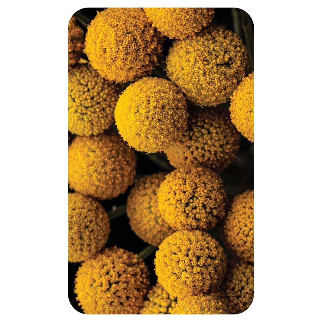 NATURAL YELLOW CRASPEDIA BILLY BUTTON BALLS KITCHEN TOWEL