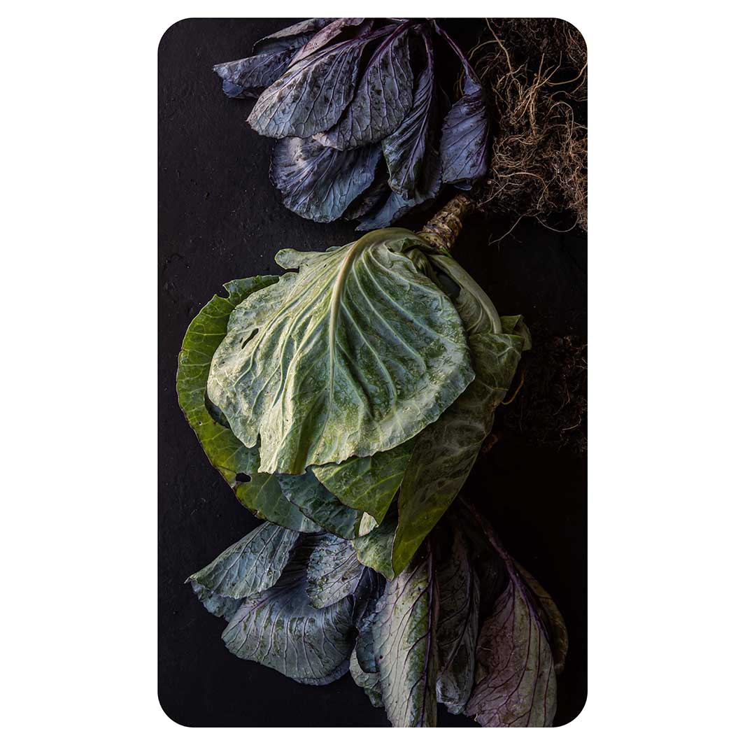 CABBAGE VEGETABLE LEAVES KITCHEN TOWEL — Cape Rug, Home & Art