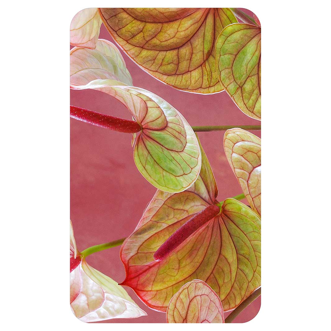 ANTHURIUM LIGHT PINK AND GREEN ON MAGENTA KITCHEN TOWEL