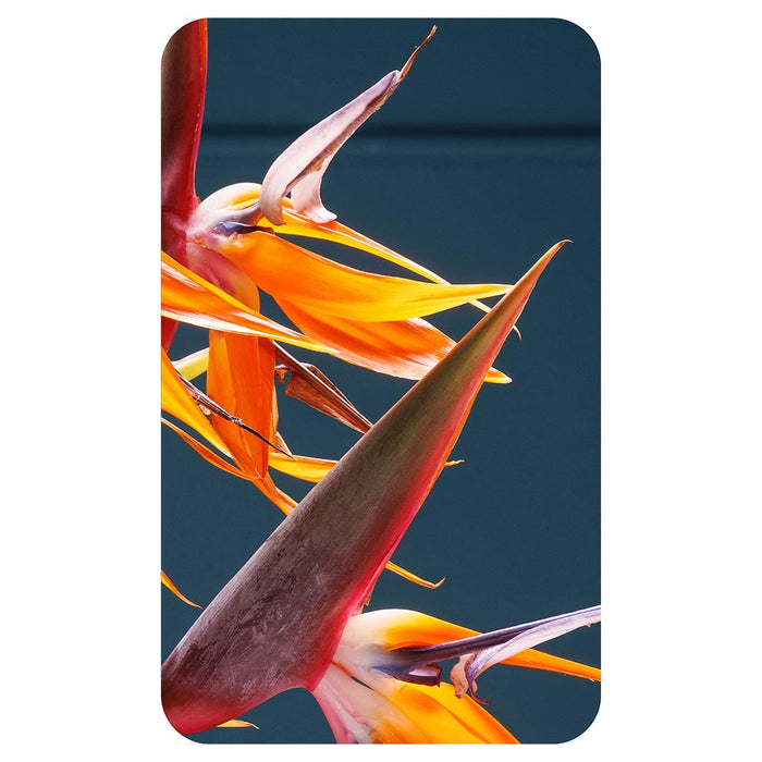 STRELITZIA TRIO ON RICH BLUE KITCHEN TOWEL