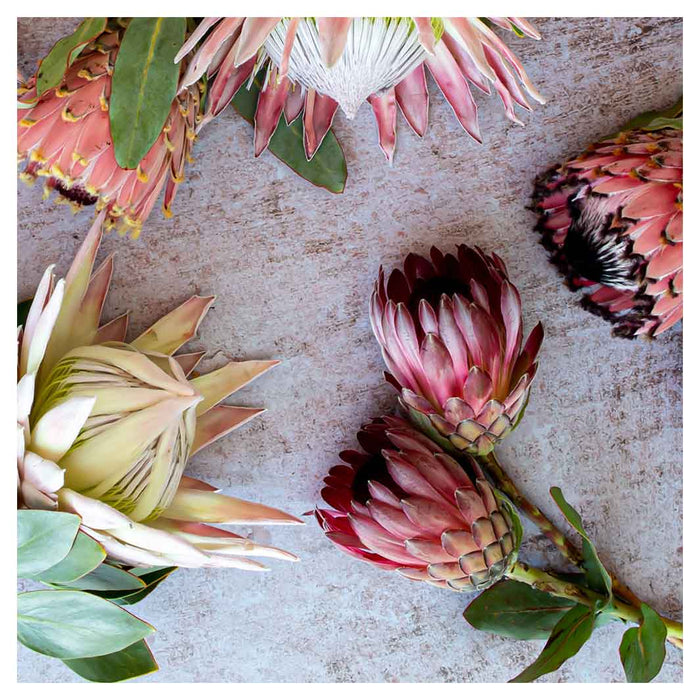 FLORAL PINK MIXED KING PROTEAS MAKE-UP BAG