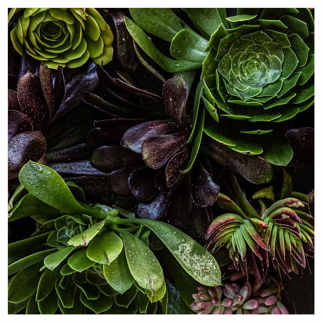 NATURAL GREEN AND PURPLE ALOE GARDEN MAKE-UP BAG