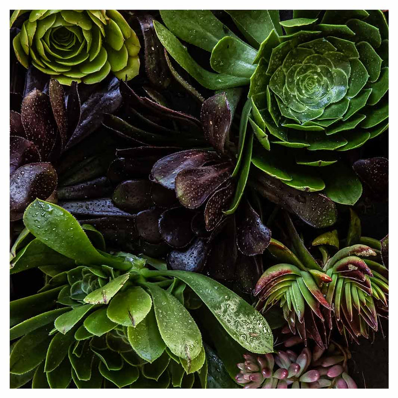 NATURAL GREEN AND PURPLE ALOE GARDEN MAKE-UP BAG