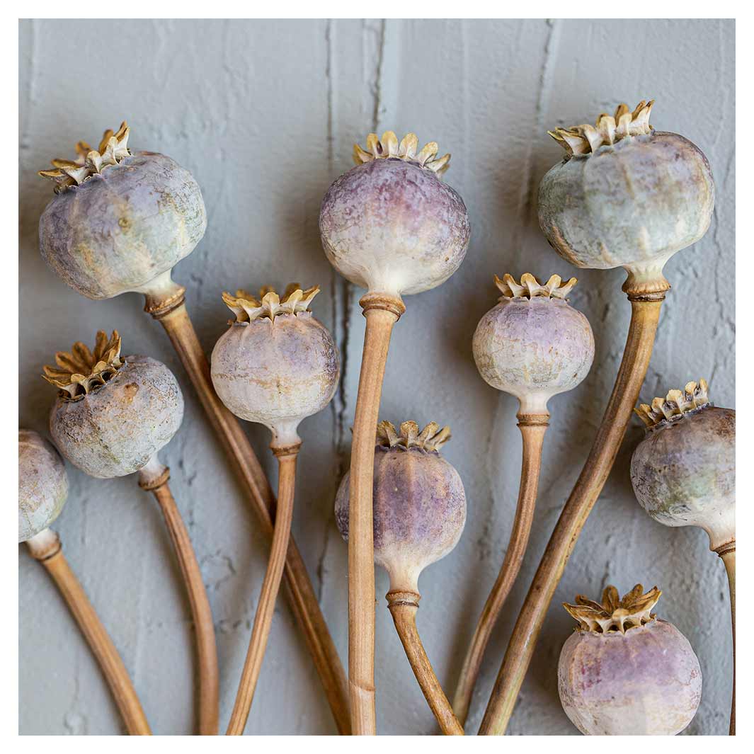 NATURAL PURPLE GIANT POPPY SEEDS ON GREY MAKE-UP BAG