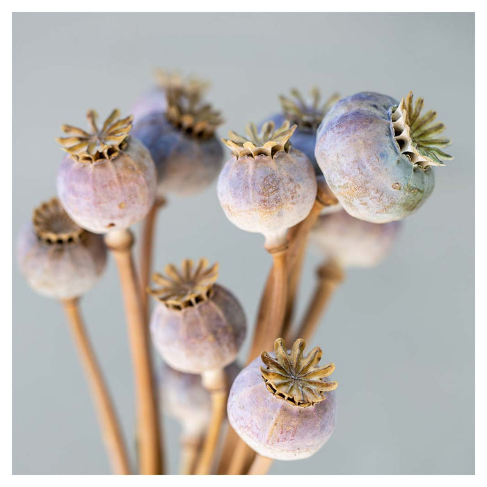 NATURAL PURPLE GIANT POPPY SEED BUNCH ON GREY MAKE-UP BAG