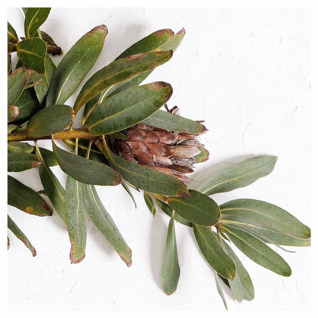 DRIED PROTEA WITH GREEN LEAVES MAKE-UP BAG