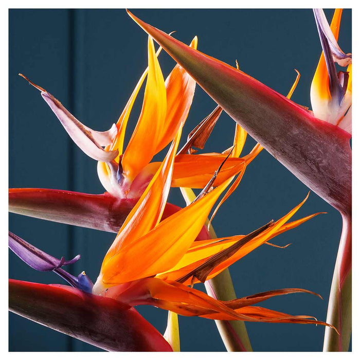 STRELITZIA TRIO ON RICH BLUE MAKE-UP BAG