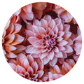 FLORAL PINK AND ORANGE DAHLIA FLOWERS MOUSEPAD