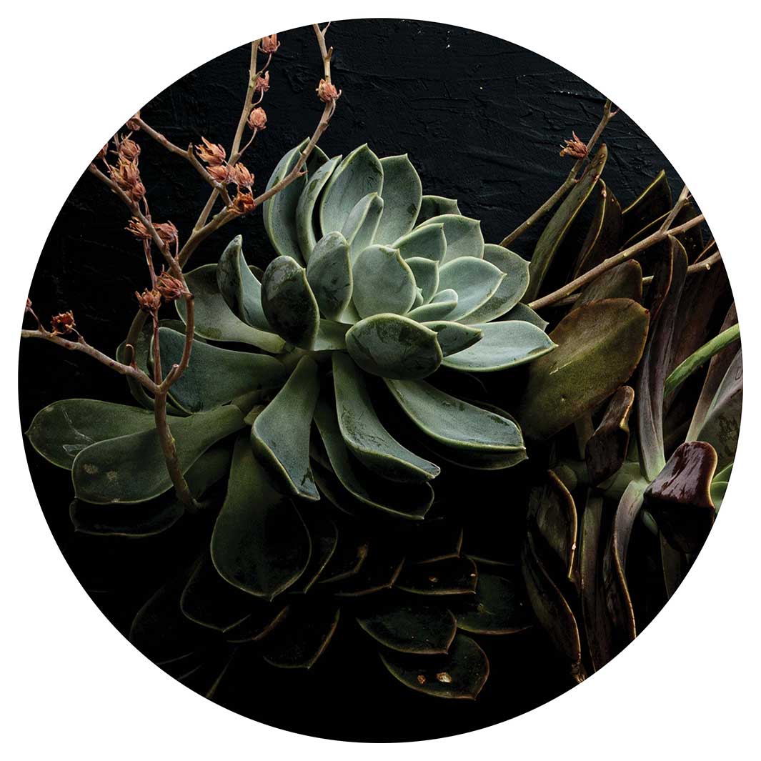 NATURAL GREEN ALOE BUSH WITH LEAVES MOUSEPAD