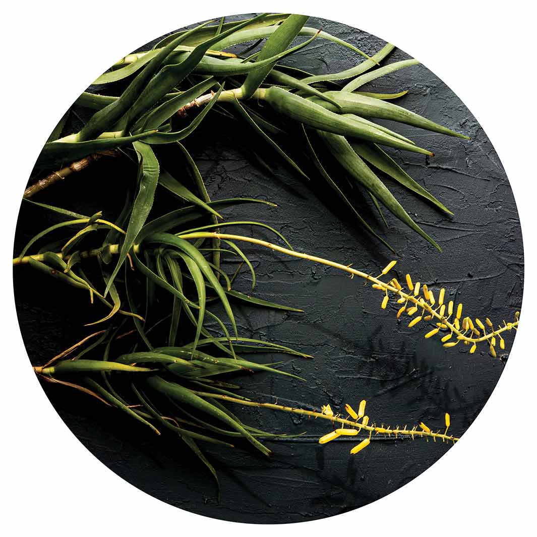 NATURAL YELLOW BLOSSOMS ALOE BUSH ON GREY MOUSEPAD