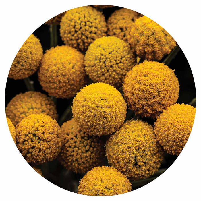 NATURAL YELLOW CRASPEDIA BILLY BUTTON BALLS MOUSEPAD