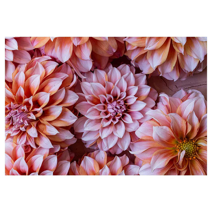 FLORAL PINK AND ORANGE DAHLIA FLOWERS RECTANGULAR PLACEMAT