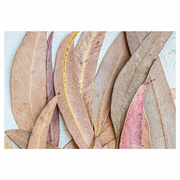 LEAVES PINK DRIED LEAVES RECTANGULAR PLACEMAT