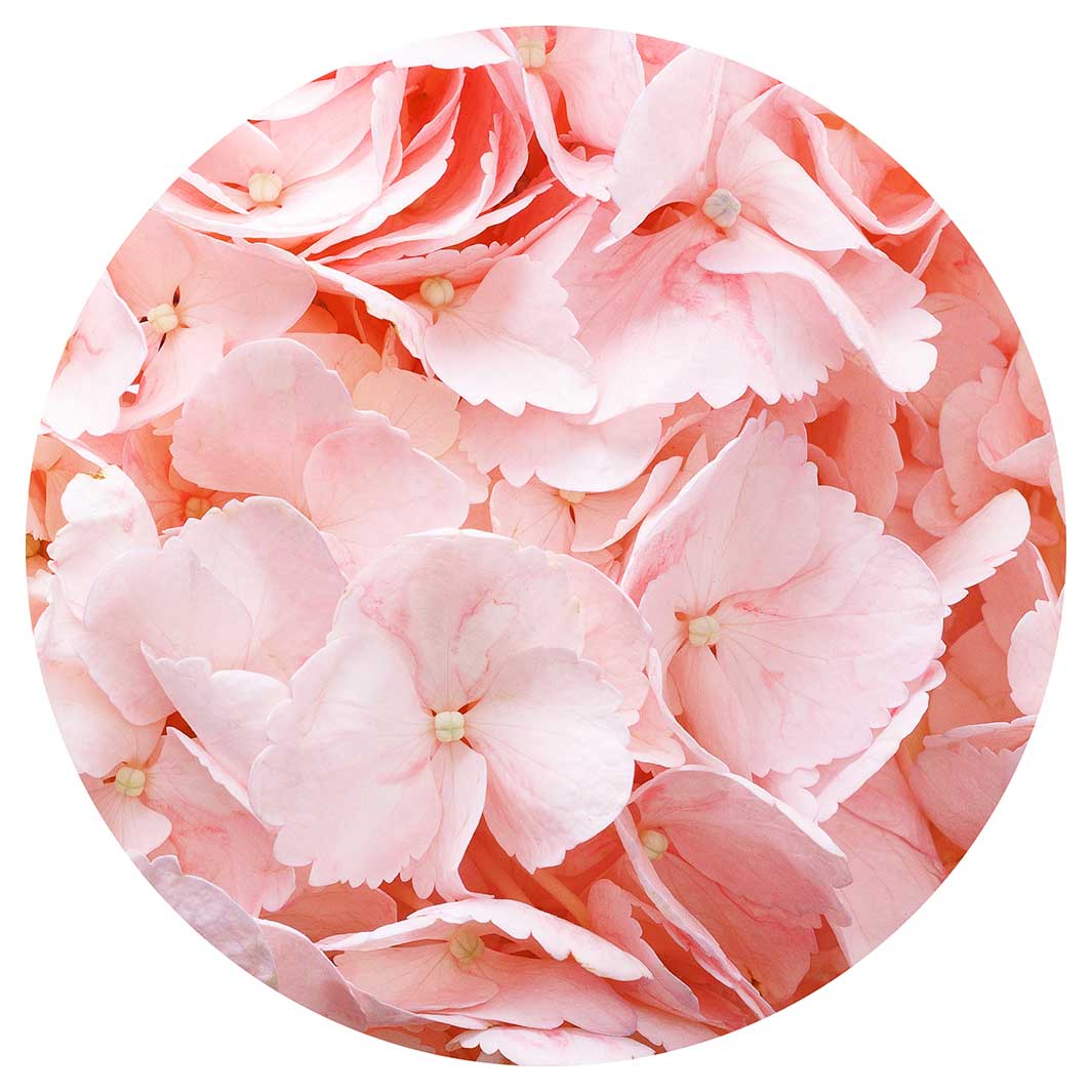 HYDRANGEA SOFT PINK POT STAND