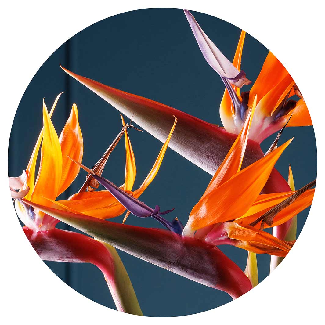 STRELITZIA TRIO ON RICH BLUE POT STAND