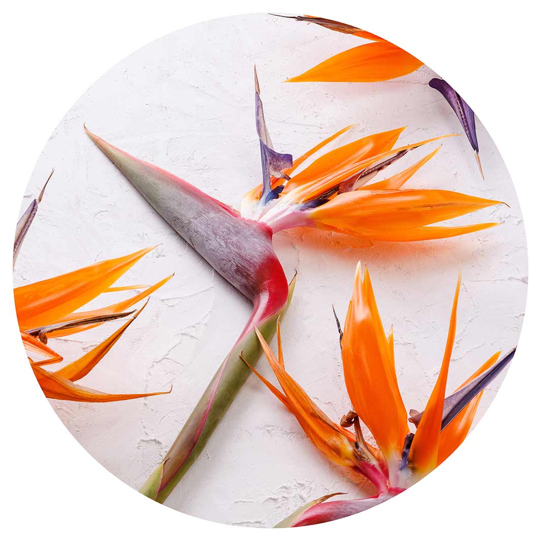 STRELITZIAS ON WHITE POT STAND