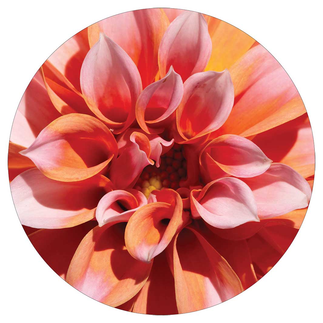 FLORAL PINK DAHLIA POT STAND