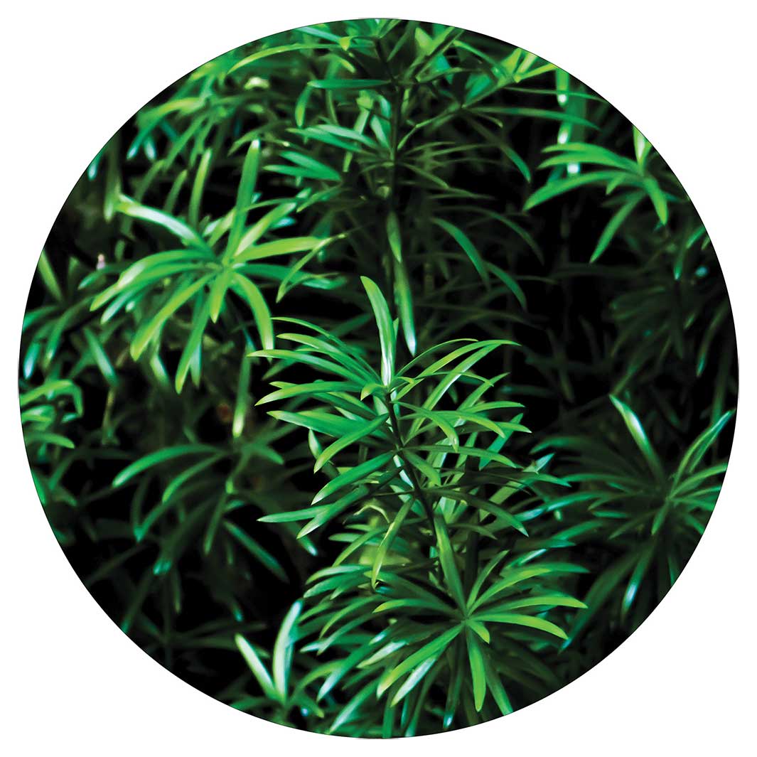 LEAVES GREEN TREE POT STAND