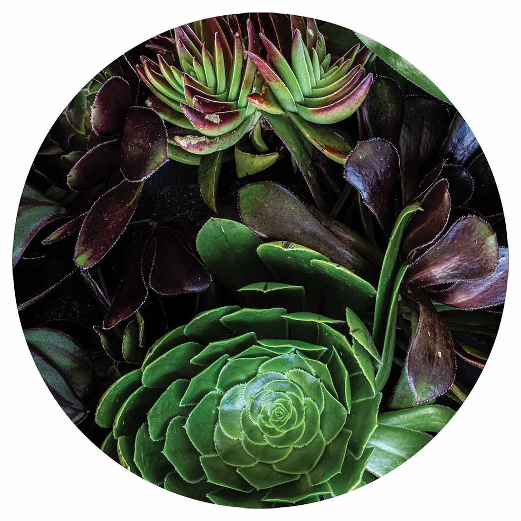 NATURAL GREEN AND PURPLE ALOE GARDEN POT STAND