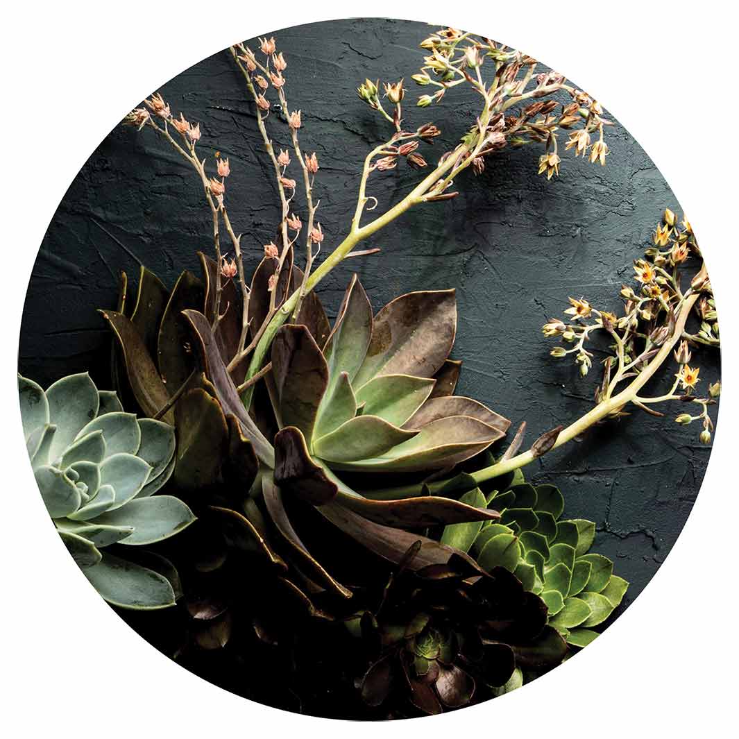 NATURAL GREEN ALOE BUSH WITH LEAVES POT STAND